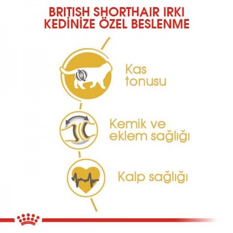 Royal Canin British Shorthair Adult Yetişkin Kedi Maması 4 Kg