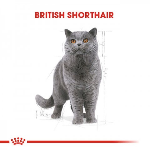 Royal Canin British Shorthair Yetişkin Kedi Maması - 4 Kg