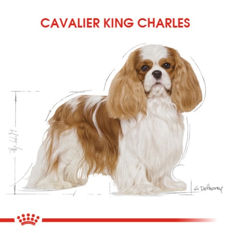 Royal Canin Cavalier Yetişkin Köpek Maması - 1,5Kg