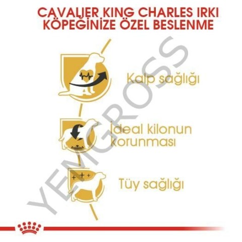 Royal Canin Cavalier King Charles Adult Yetişkin Köpek Maması 3 Kg