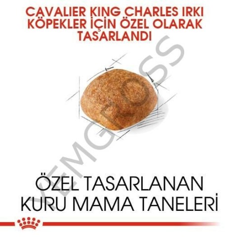 Royal Canin Cavalier King Charles Adult Yetişkin Köpek Maması 3 Kg