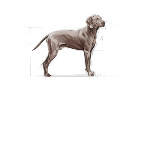 Royal Canin Maxi Dermacomfort Adult Yetişkin Köpek Maması 12 Kg