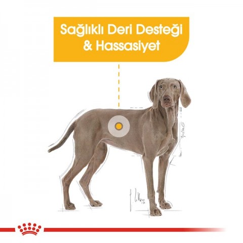 Royal Canin Maxi Dermacomfort Adult Yetişkin Köpek Maması 12 Kg