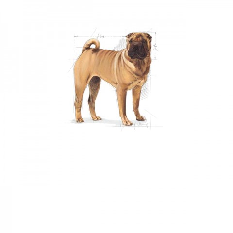 Royal Canin Medium Dermacomfort Adult Yetişkin Köpek Maması 12 Kg