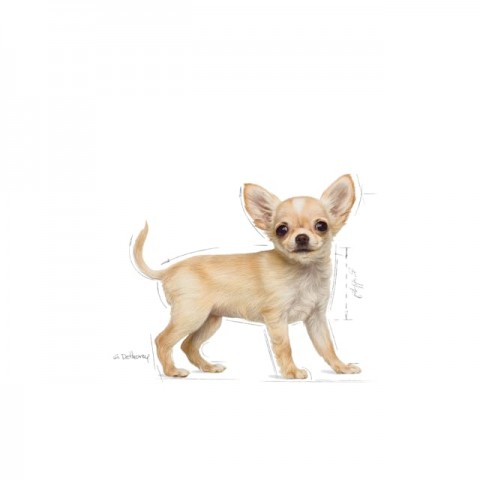 Royal Canin Chihuahua Junior Köpek Maması - 1,5 Kg