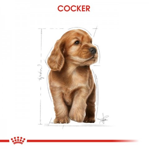 Royal Canin Cocker Junior Puppy Yavru Köpek Maması 3 Kg