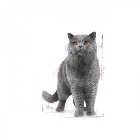 Royal Canin British Shorthair Yaş Kedi Maması Pouch 85gr