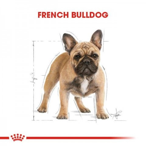 Royal Canin French Bulldog Yetişkin Köpek Maması - 3 Kg