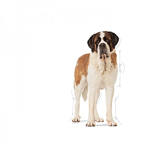 Royal Canin Giant Junior Dev Irk Yavru Köpek Maması 15 Kg