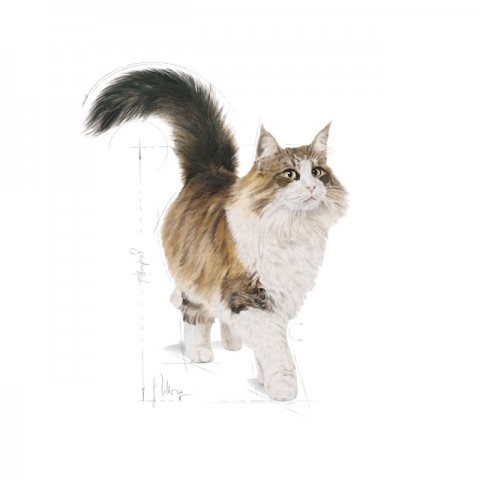 Royal Canin Gravy Instinctive Pouch 7+ Yaşlı Kedi Yaş Mama 85 Gr
