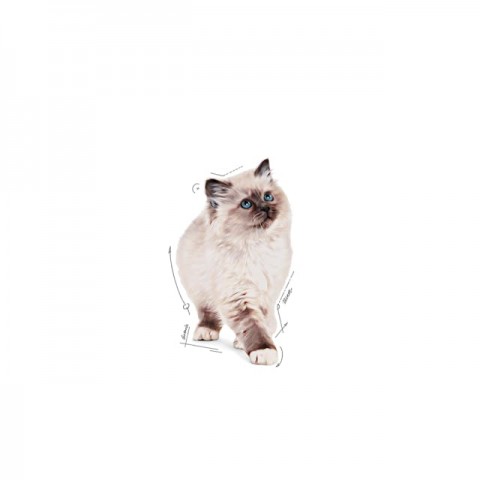 Royal Canin Pouch Gravy Kitten Instinctive Yaş Yavru Kedi Maması 85 Gr