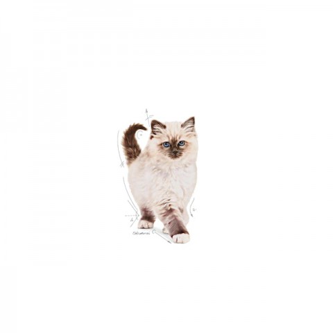 Royal Canin Kitten Yavru Kedi Maması - 2 Kg