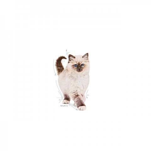 Royal Canin Kitten Yavru Kedi Maması 2 Kg Royal Canin Kitten Yavru Kedi Maması 2 Kg