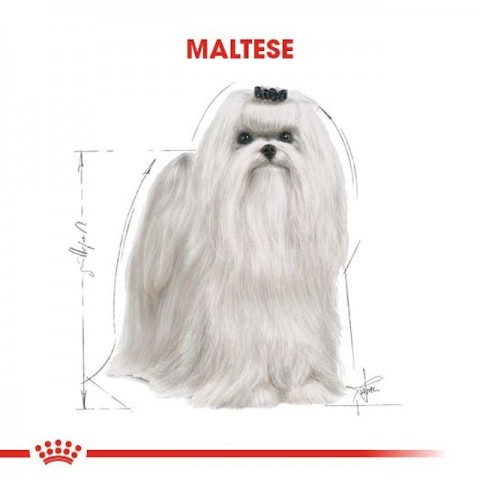 Royal Canin Maltese Adult Yetişkin Köpek Maması 1,5 Kg
