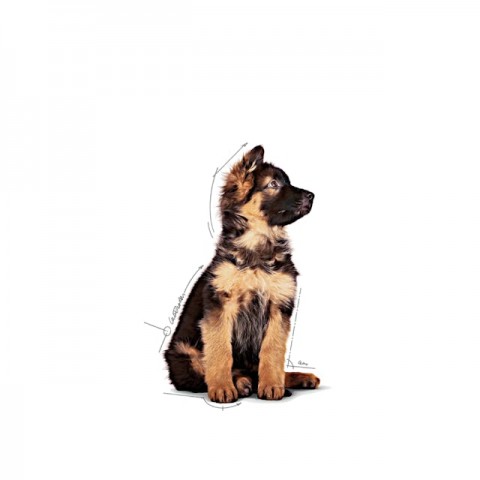 Royal Canin Maxi Puppy Büyük Irk Yavru Köpekler İçin Parça Etli Konserve Yaş Mama Pouch 140 Gr