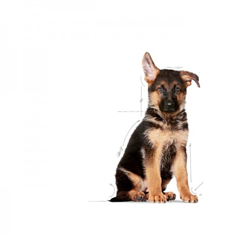 Royal Canin Maxi Puppy Köpek Maması - 15 Kg
