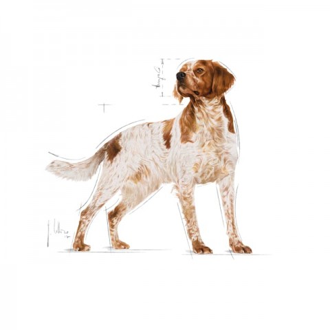 Royal Canin Medium Adult Orta Irk Yetişkin Köpekler İçin Parça Etli Konserve Yaş Mama Pouch 140 Gr