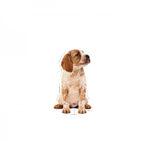 Royal Canin Medium Puppy Orta Irk Yavru Köpekler İçin Parça Etli Konserve Yaş Mama Pouch 140 Gr