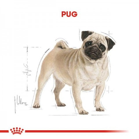 Royal Canin Pug Adult Köpek Maması - 1,5 Kg