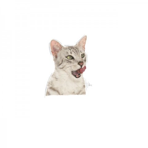 Royal Canin Sensory Taste Gravy Pouch Kedi Konserve Yaş Maması 85 Gr