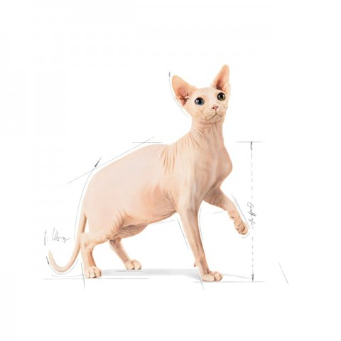 Sphynx Özel Irk Yetişkin Kedi Maması 2 kg
